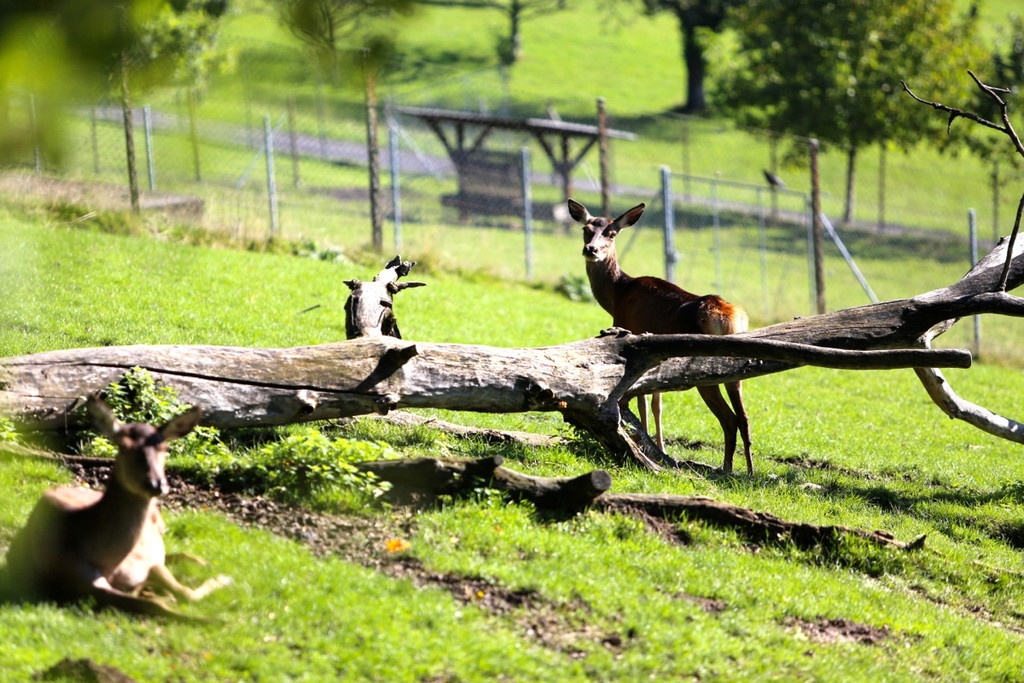 KOE_Wildpark 50 Jahr Jubilaeum 51_jpg-1381680276