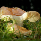 DSC00409 _Large__JPG-1381681798