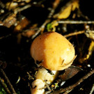 DSC00413 _Large__JPG-1381681804