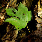 DSC00433 _Large__JPG-1381681857