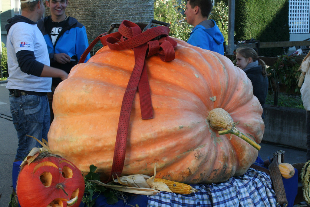 IMG_3054_JPG-1381756059