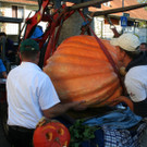 IMG_3061_JPG-1381756163