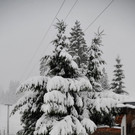 DSC_7930.JPG