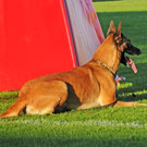 Belg_Sch__ferhunde 17-10-2013 28_jpg-1382027898