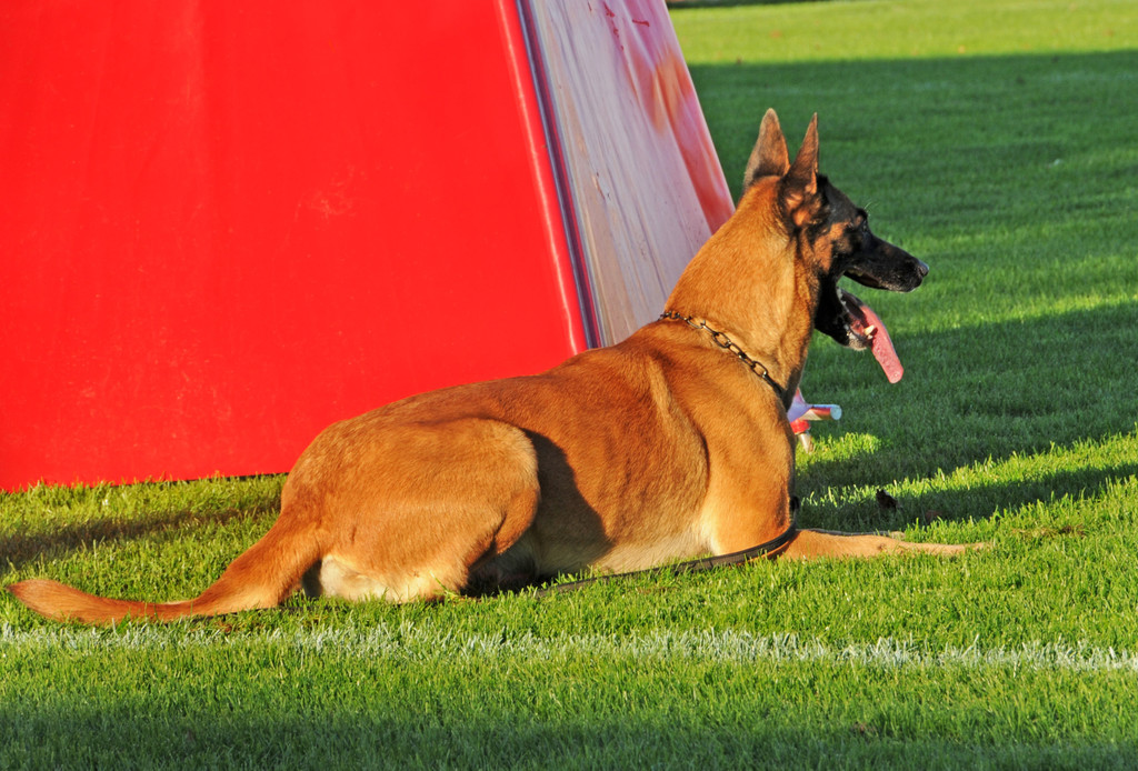 Belg_Sch__ferhunde 17-10-2013 28_jpg-1382027898