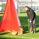 Belg_Sch__ferhunde 17-10-2013 26_jpg-1382027889