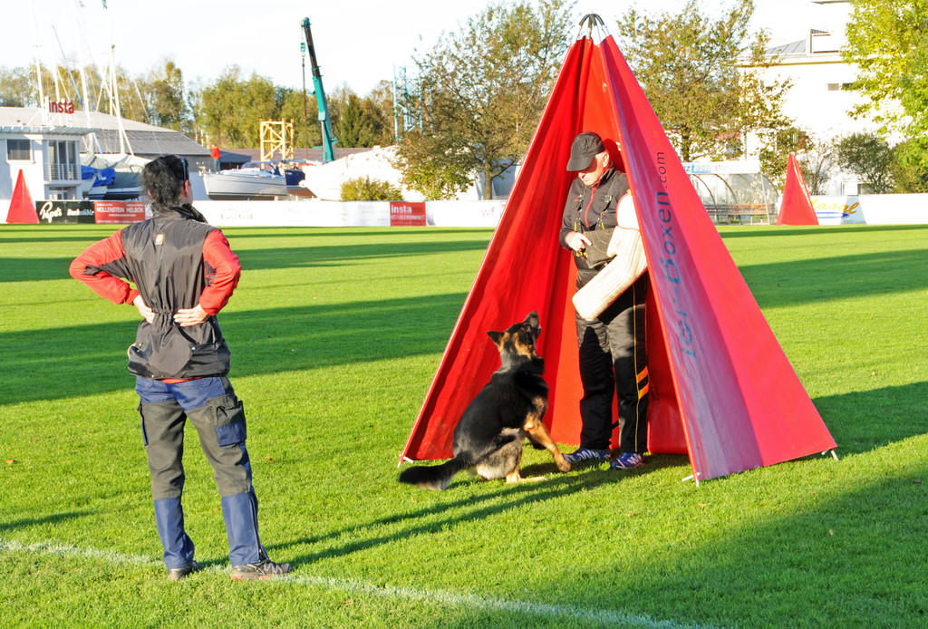 Belg_Sch__ferhunde 17-10-2013 43_jpg-1382027945