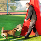 Belg_Sch__ferhunde 17-10-2013 24_jpg-1382027881