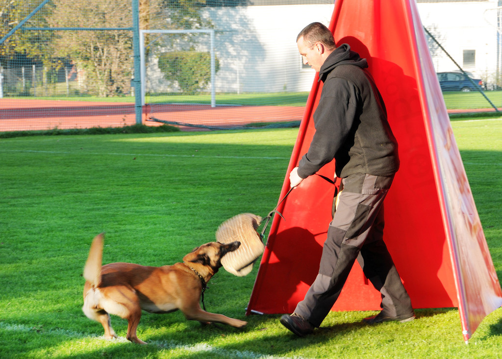 Belg_Sch__ferhunde 17-10-2013 24_jpg-1382027881