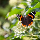 ABD0091-20131015.jpg