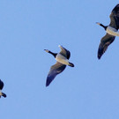 ABD0015-20131012.jpg