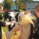 Viehfest H__chst 18-10-2013 98_jpg-1382115120