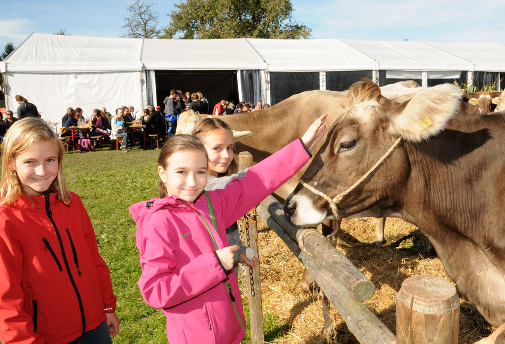 Viehfest H__chst 18-10-2013 109_jpg-1382115985