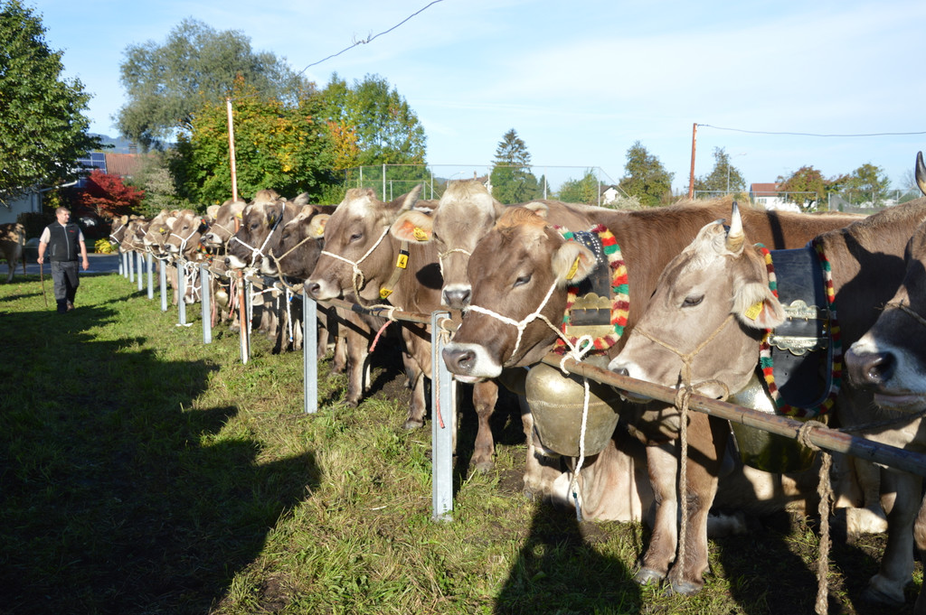 DSC_0131_JPG-1382264349