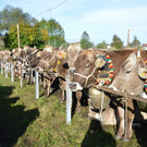 Viehausstellung in Lustenau