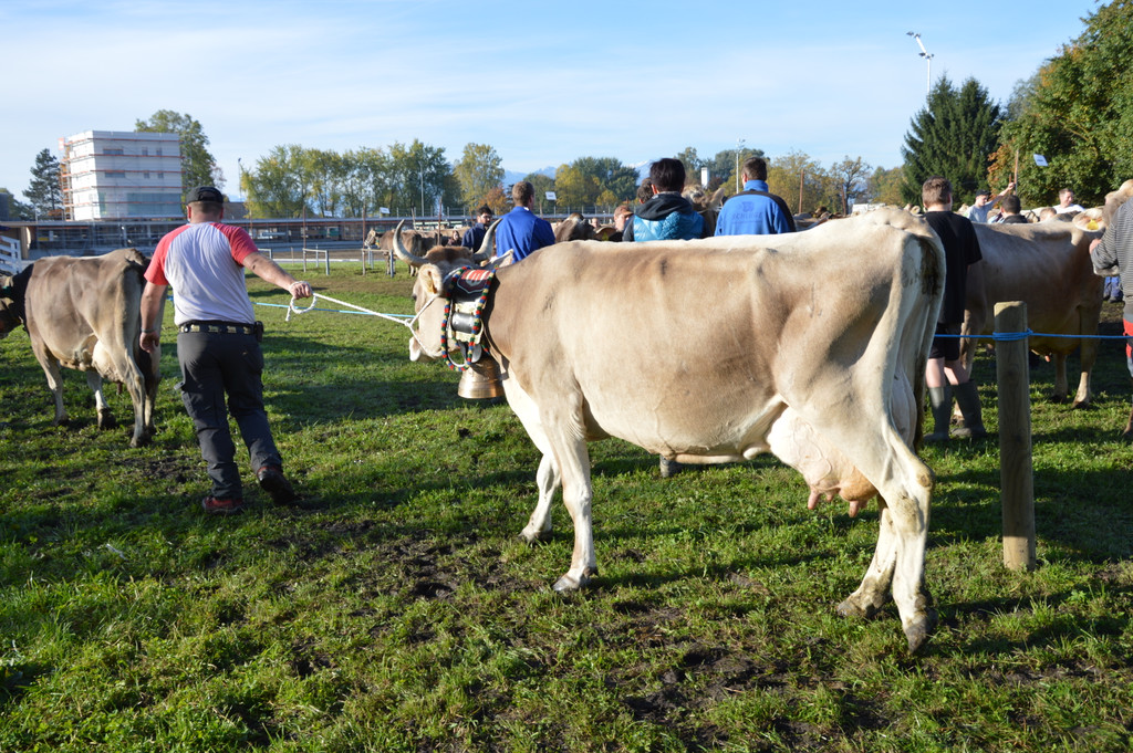 DSC_0123_JPG-1382264102