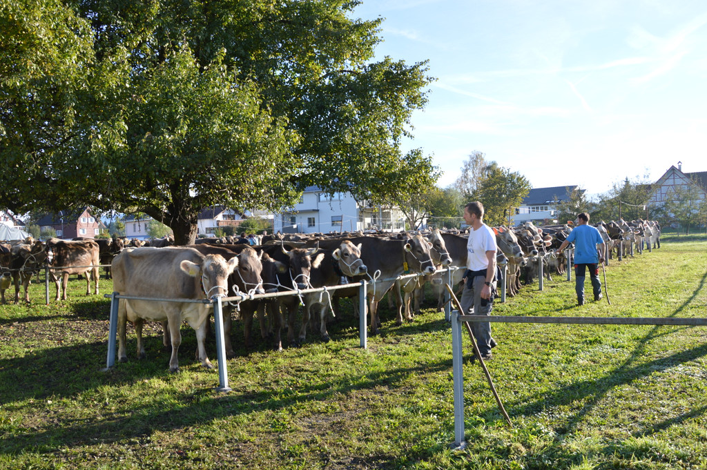 DSC_0115_JPG-1382264813