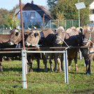 DSC_0121_JPG-1382265058