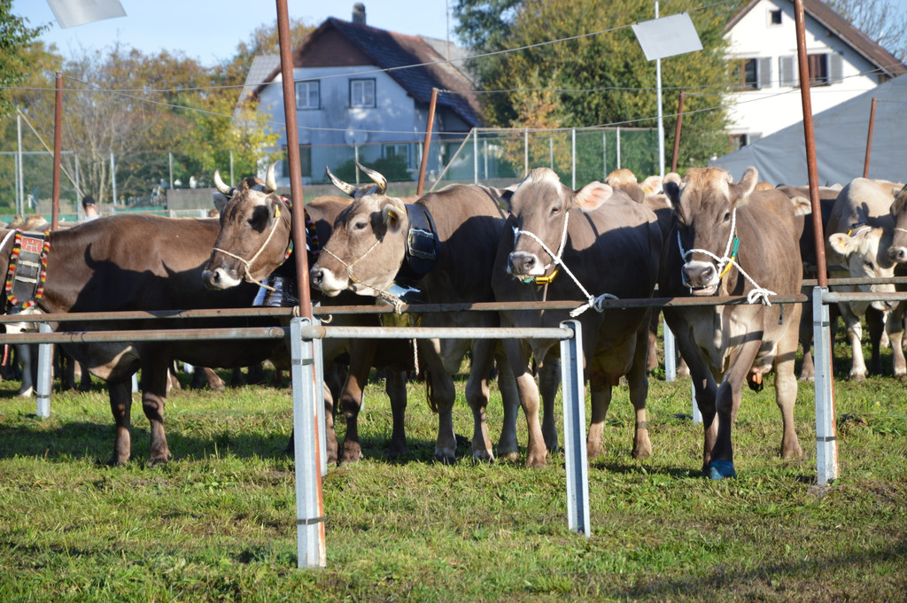 DSC_0121_JPG-1382265058