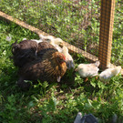 IMG_0097_JPG-1382272983