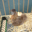 Zwergseidenhuhn_JPG-1382273057
