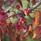 19102013herbstlichesfarbenspielat02001aktivnews__6_.JPG