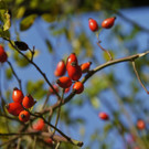 19102013herbstlichesfarbenspielat02001aktivnews__4_.JPG