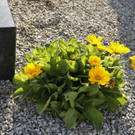 19102013herbstlichesfarbenspielat02001aktivnews__3_.JPG