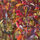 19102013herbstlichesfarbenspielat02001aktivnews__7_.JPG