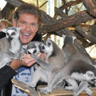 David Hasselhoff besuchte Kattas im Tiergarten Schönbrunn