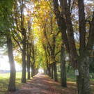 Herbst am See _2__jpg-1382453198