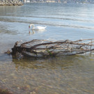 Herbst am See _9__jpg-1382453229