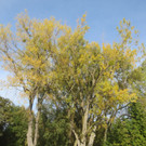 Herbst am See _8__jpg-1382453226