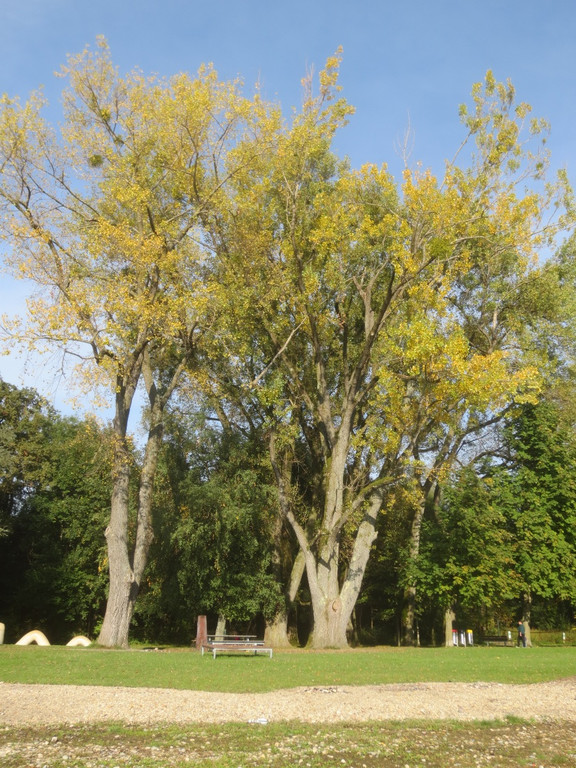 Herbst am See _8__jpg-1382453226
