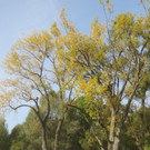 Herbst am See _10__jpg-1382453234