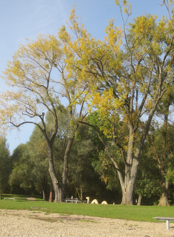 Herbst am See _10__jpg-1382453234