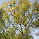 Herbst am See _13__jpg-1382453249