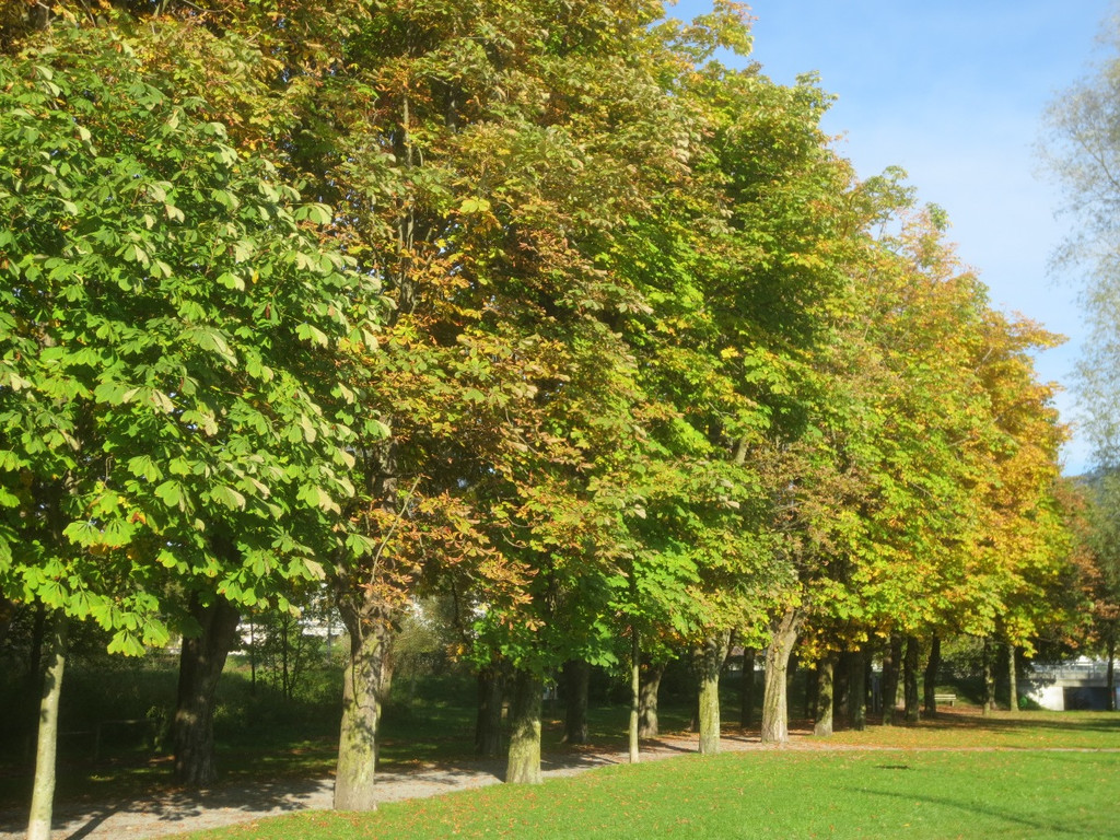 Herbst am See _15__jpg-1382453260