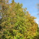 Herbst am See _17__jpg-1382453271