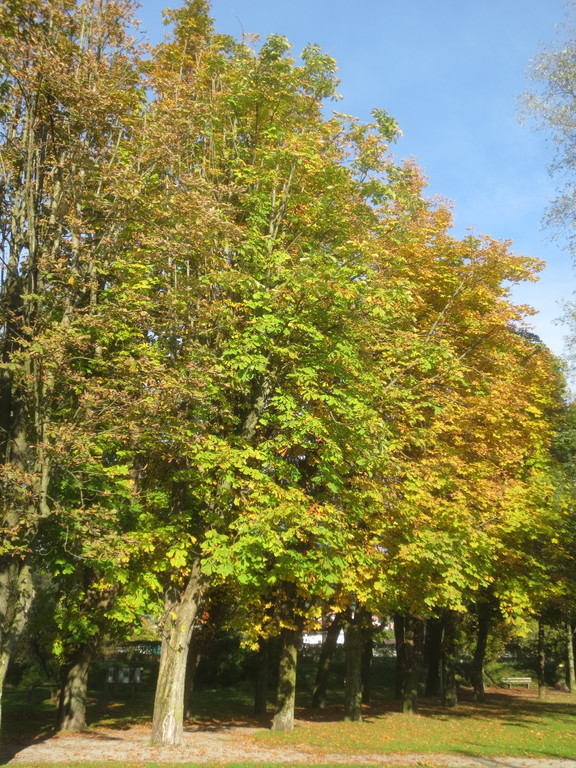 Herbst am See _17__jpg-1382453271