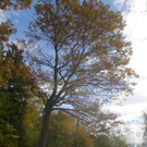 Herbst am See _31__jpg-1382453325