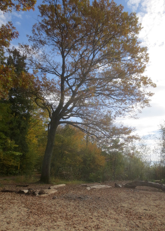 Herbst am See _31__jpg-1382453325