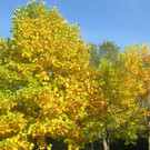 Herbst am See _30__jpg-1382453318
