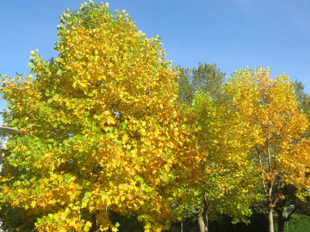 Herbst am See _30__jpg-1382453318