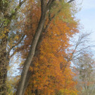Herbst am See _35__jpg-1382453353