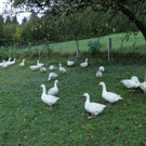 KOE_Sunnahof Tufers 12_jpg-1382604105