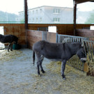 KOE_Sunnahof Tufers 13_jpg-1382604110