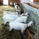 KOE_Sunnahof Tufers 14_jpg-1382604118