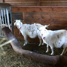 KOE_Sunnahof Tufers 15_jpg-1382604125