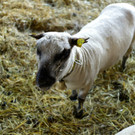 KOE_Sunnahof Tufers 16_jpg-1382604130